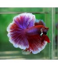 BETTA SPLENDENS HALF MOON (Vari Colori)