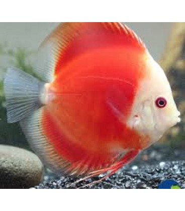 Discus Red Melon 10/11 cm