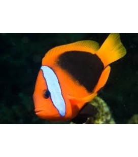 AMPHIPRION MELANOPUS