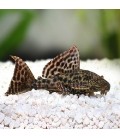 HYPOSTOMUS PLECOSTOMUS **OFFERTA**