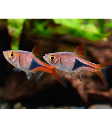 Rasbora heteromorpha