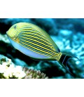 ACANTHURUS LINEATUS (LARGE) **OFFERTA**