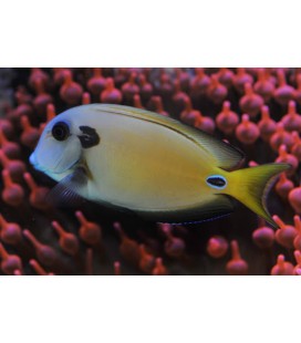 ACANTHURUS TENNENTI - LARGE