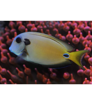 ACANTHURUS TENNENTI