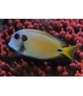 ACANTHURUS TENNENTI - LARGE