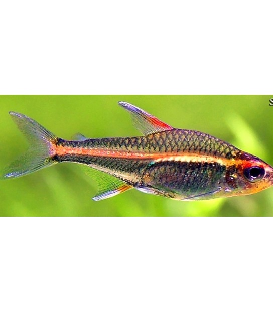 ACQUARIO PESCI ROSSI ASKOLL GOLD FISH BIG 10 LITRI AQUARIUM KIT COMPLETO  ACQUARI ROSA - ACQUARI - ACQUARI