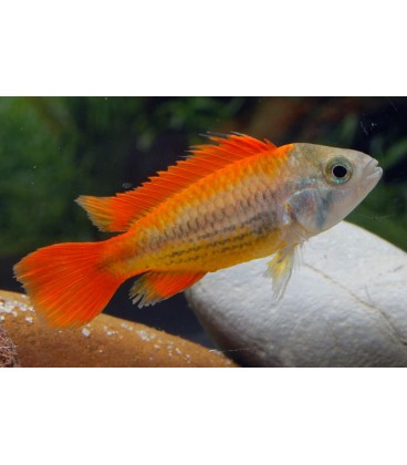 APISTOGRAMMA CACAT.ARANCIO OFF