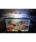 Blau Aquaristic Nano LED Light 2.0 Marine colore nero - plafoniera 11W per Nano Reef