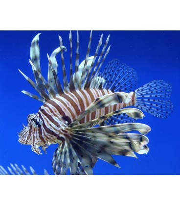 Pterois Volitans