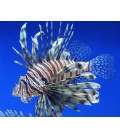 PTEROIS VOLITANS *OFFERTA* (MEDIUM / LARGE) **OFFERTA**