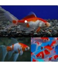 ORANDA BIANCO & ROSSO **OFFERTA**