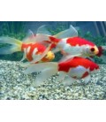 ORANDA BIANCO & ROSSO **OFFERTA**