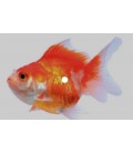 ORANDA BIANCO & ROSSO 5CM **OFFERTA**