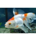 ORANDA ASSORTITI 5 cm