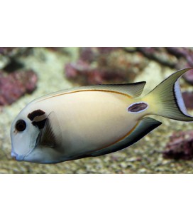 ACANTHURUS TENNENTI medium/large