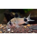 CORYDORAS PANDA CM 3-3.5