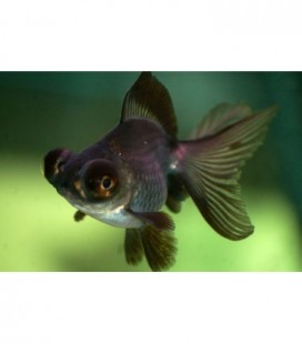 ORANDA BLACK MOORE *OFFERTA*