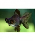 ORANDA BLACK MOORE *OFFERTA*